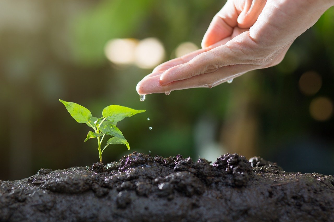 Environment Getting Better 8 Ways to Make a Difference this World Environment Day – Ugaoo