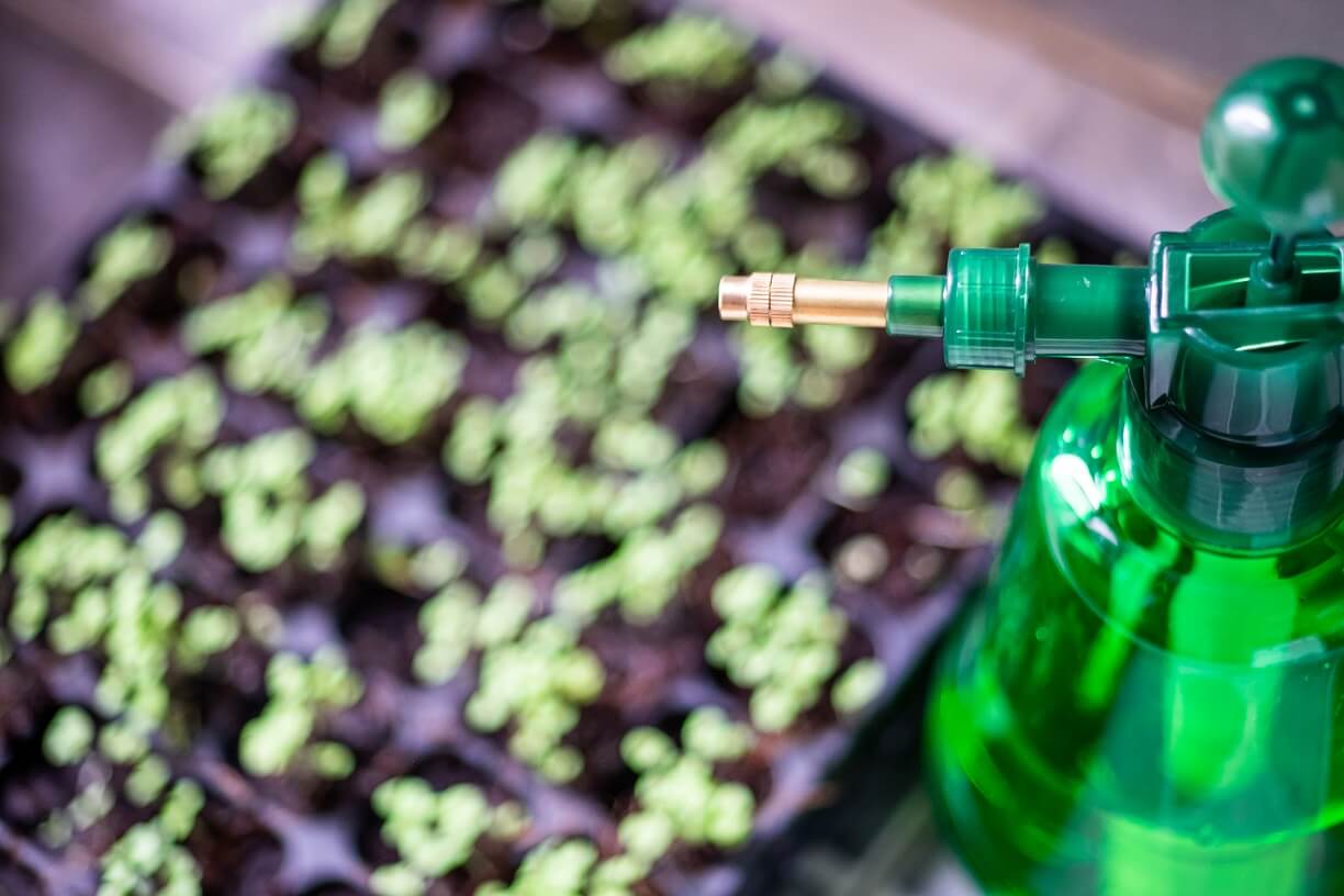 Kitchen Hacks to the Rescue for Your Plants