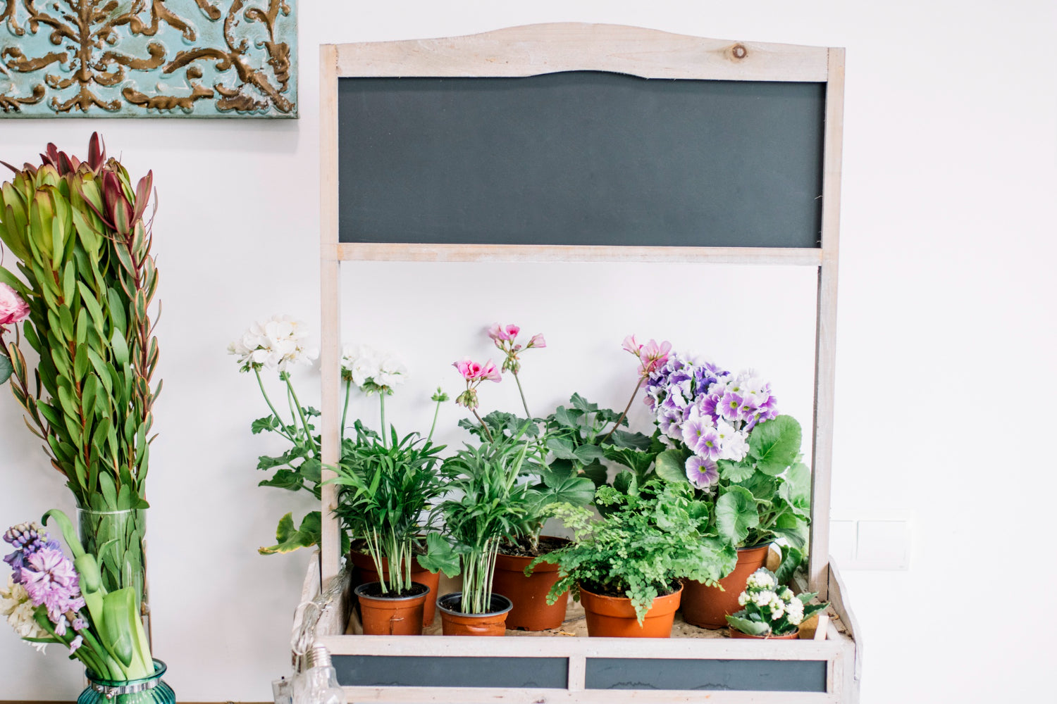 Top 10 Indoor Flowering Plants You Can Keep at Home – Ugaoo