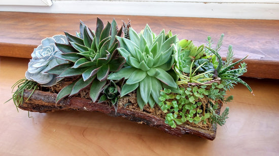 Succulent Care in Indian Homes