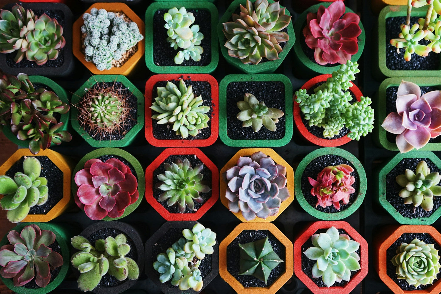 Succulent Care for Lazy Gardeners (Indian Homes Edition)