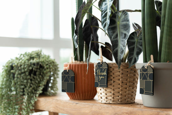 Embrace Gratitude with Thank You Plants: Unique Gift Basket Ideas