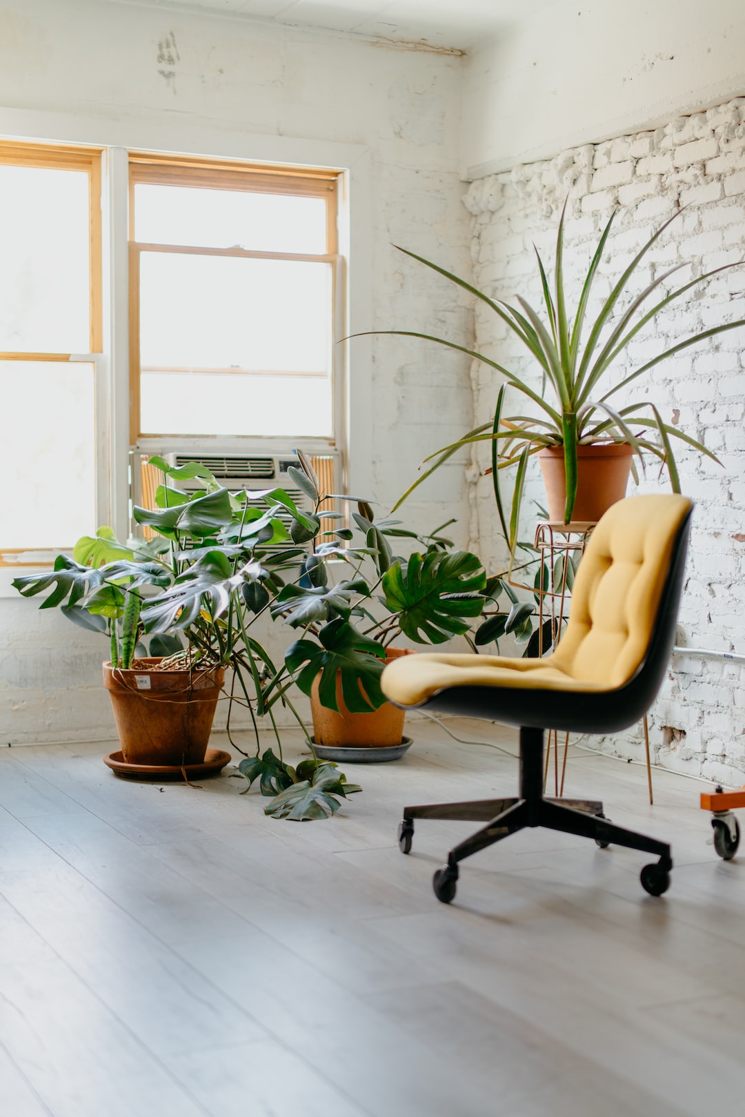 6 Best Tropical plants that beautify the interior of your home