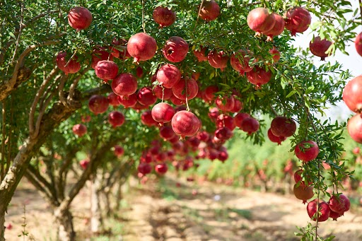 How to Grow Pomegranate Plants Like a Pro!