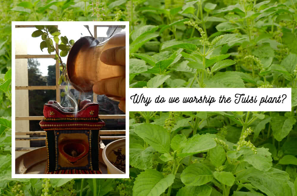 Why do we worship Tulsi plant?