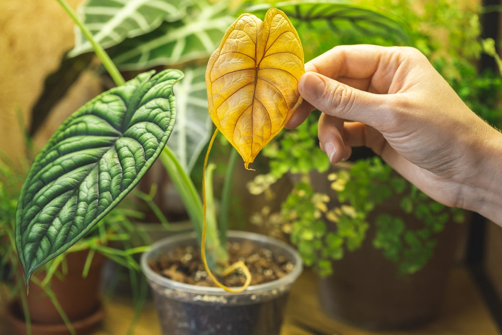 Plant Care Guide Why do Plant leaves turn yellow?