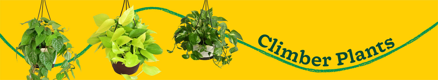 Climbers Plants