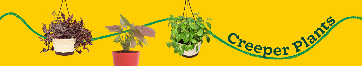 Creepers Plants