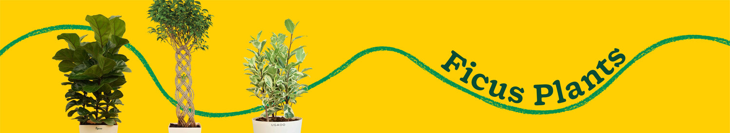 Ficus Plants