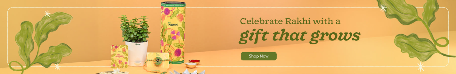 Rakhi Plants &amp; Gift Hampers Online