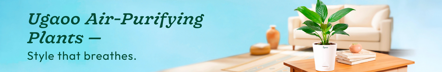 Air-Purifying Plants