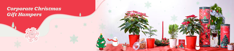 Christmas & New Year Plant Gifting