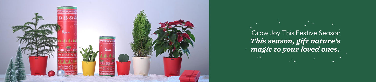 Christmas &amp; New Year Plant Gifting
