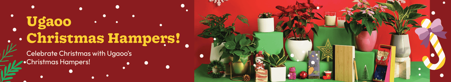 Corporate Christmas &amp; New Year gifting-Plants