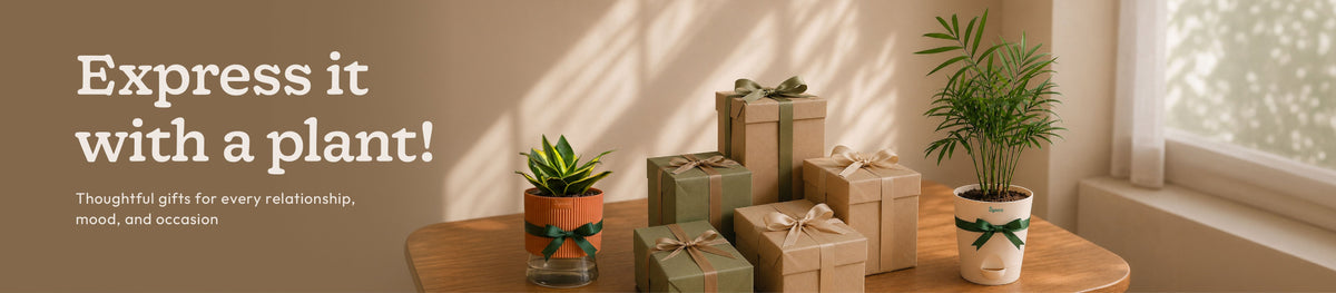 Gifting Collection