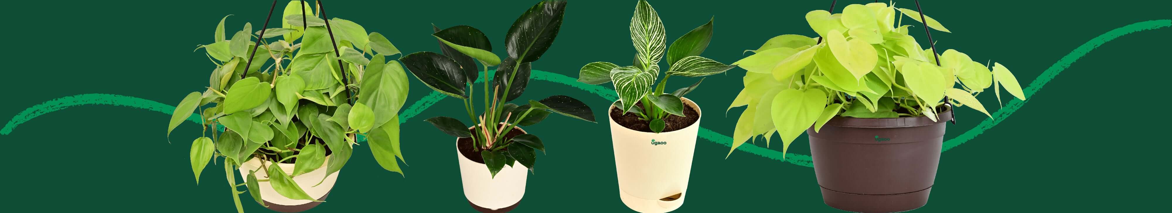 Buy Philodendron Plant Online in India | Safe Home Delivery