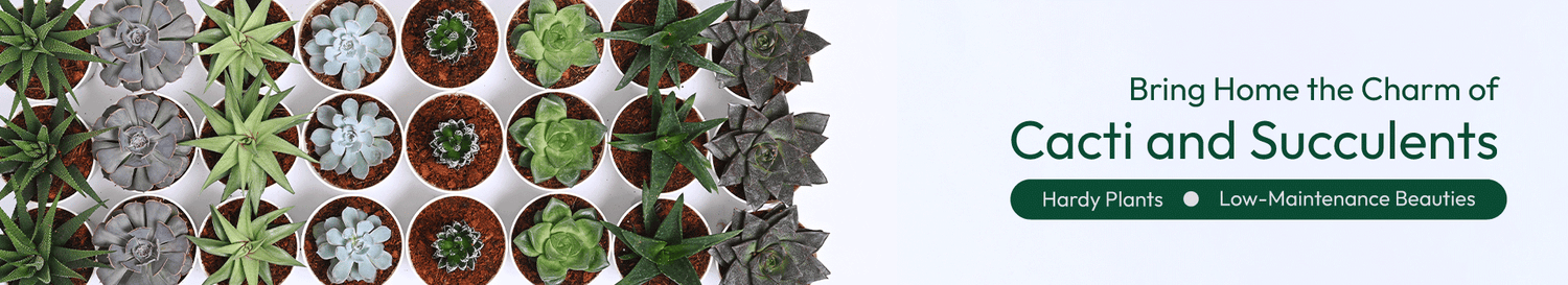 Cacti &amp; Succulents