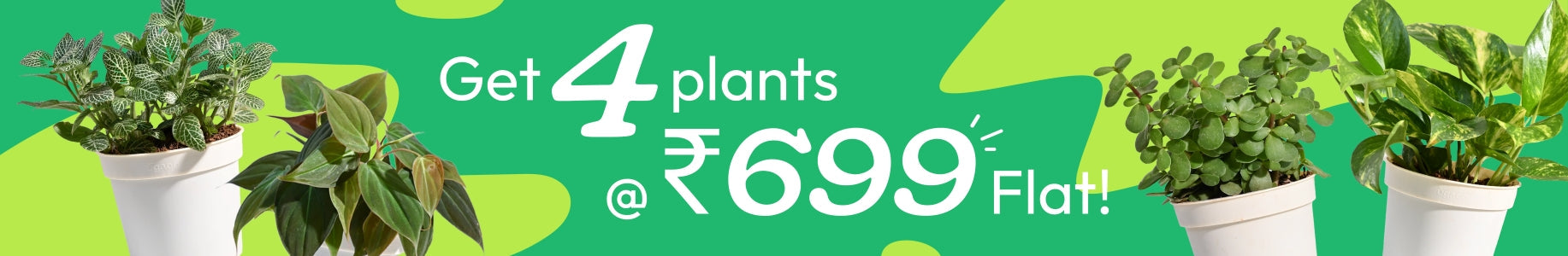 Get 4 Plants @ just ₹699!