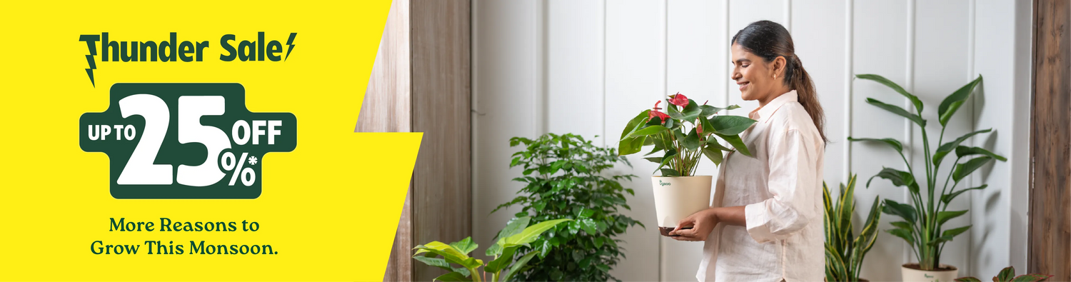 Desktop collection banner - Plants