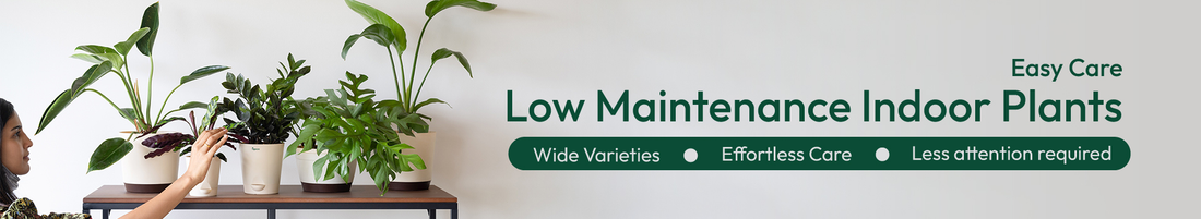 Low Maintainence Plants