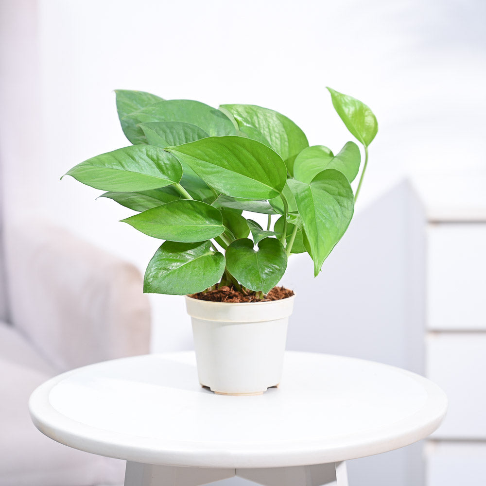 money plant online_NUPL0017