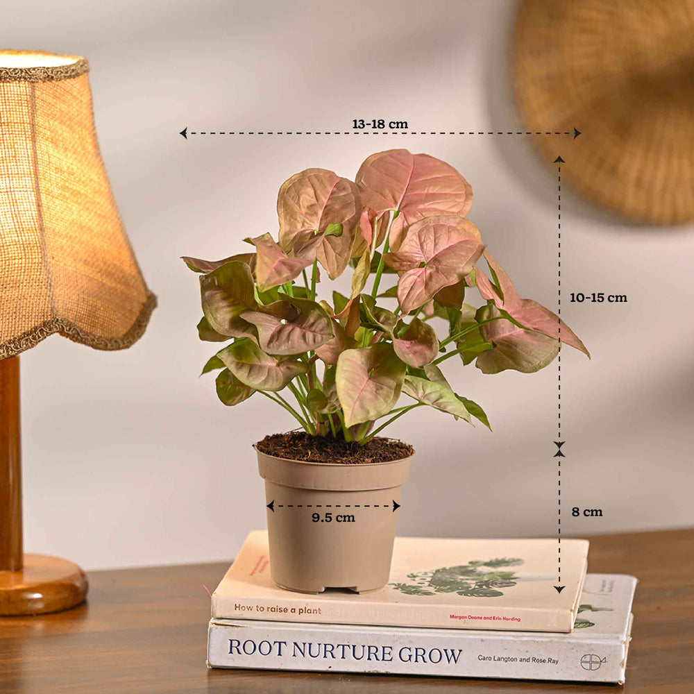 Set of 6 Air Purifying Indoor Plant Bundle