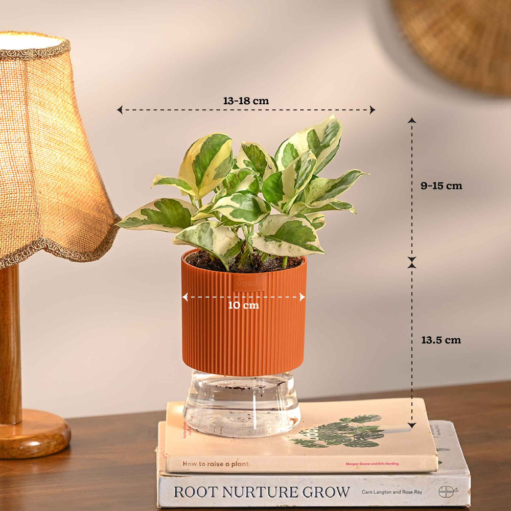 Combo of 4 Plant Set for Office Desk