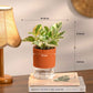 Combo of 4 Plant Set for Office Desk