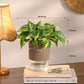 Set of 4 Indoor Plant Decor Bundle