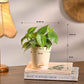 Bundle of 4 Compact Air Purifying Plant Bundle