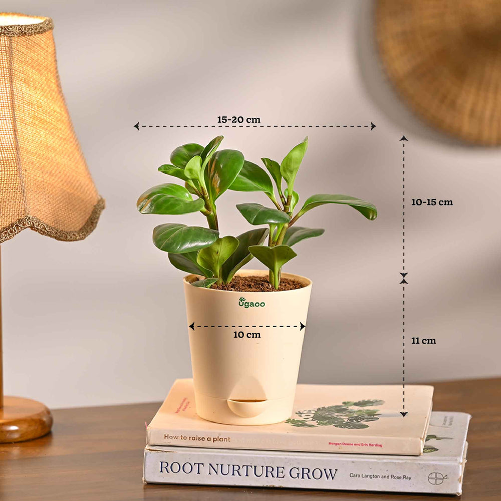 Set of 6 Air Filtration Indoor Plants