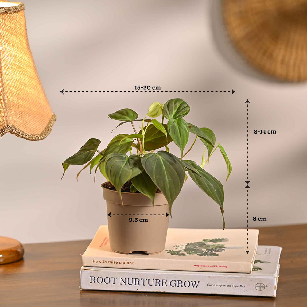 Set of 6 Air Purifying Indoor Plant Bundle