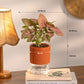 Combo of 4 Plant Set for Office Desk