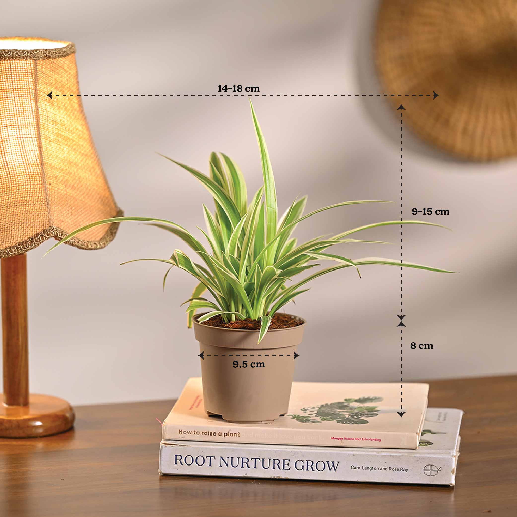 Set of 6 Air Purifier Plant Bundle