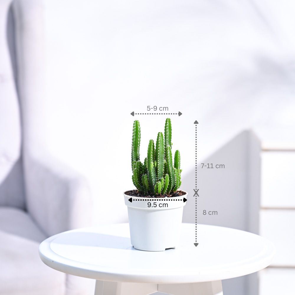 Cactus_Plant__Elongated_NUPL0186_Ivory