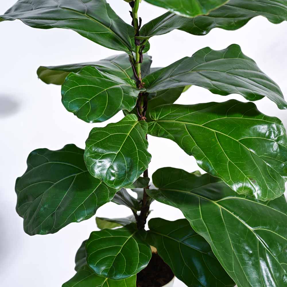 home goods fiddle leaf fig Fiddle Leaf Fig Plant