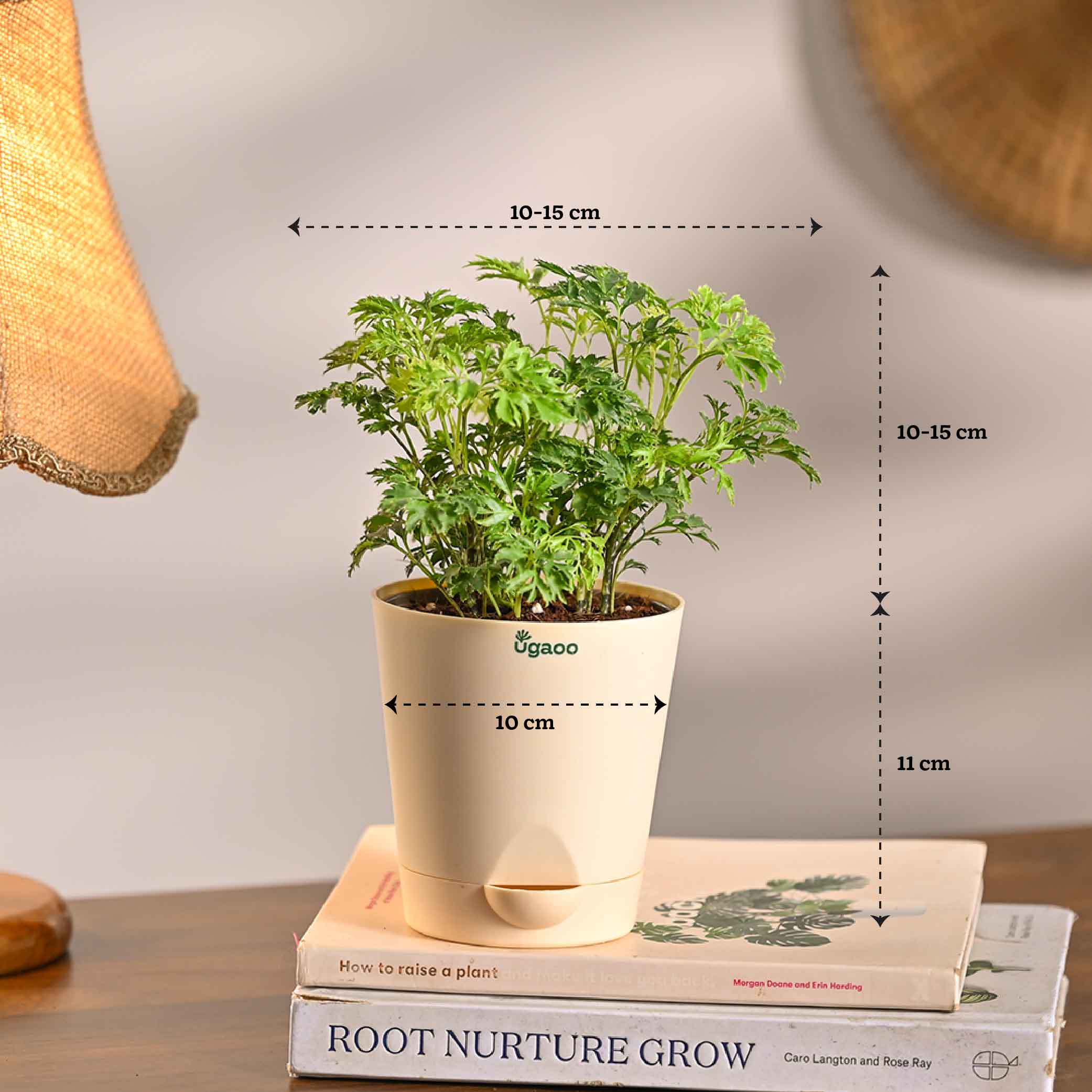 Set of 6 Air Filtration Indoor Plants