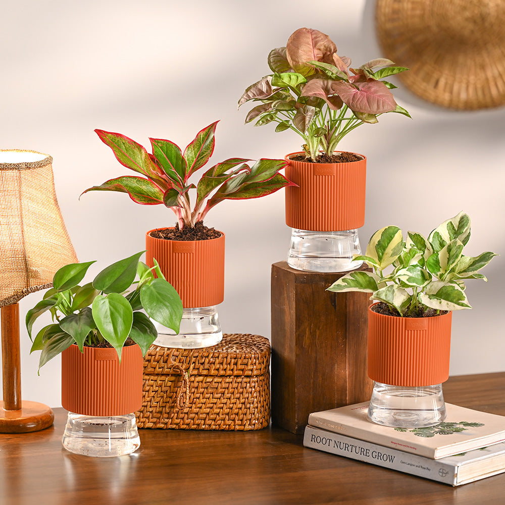 Combo of 4 Plant Set for Office Desk