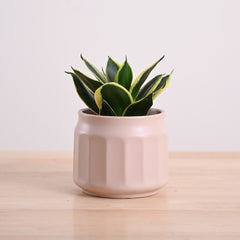 Snake Plant - Golden Hahnii