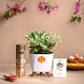 Rakhi Gift for sister - Money plant n&