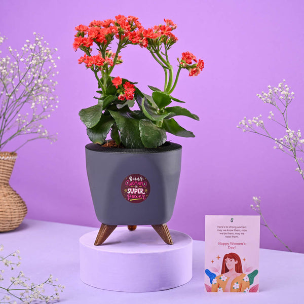 Kalanchoe Red Women's Day Gift