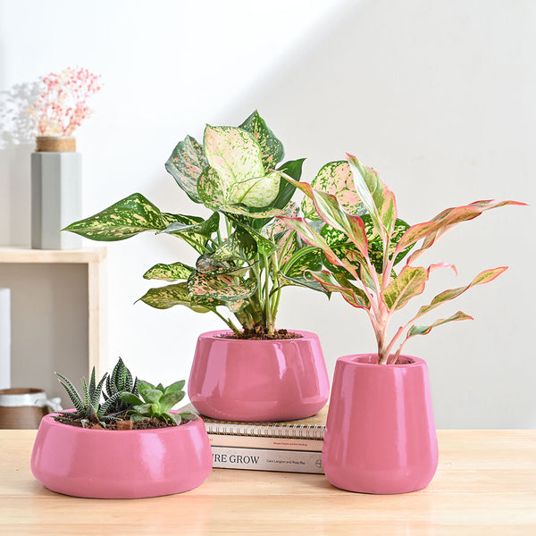 Tulip Fantasy Bundle - Magenta