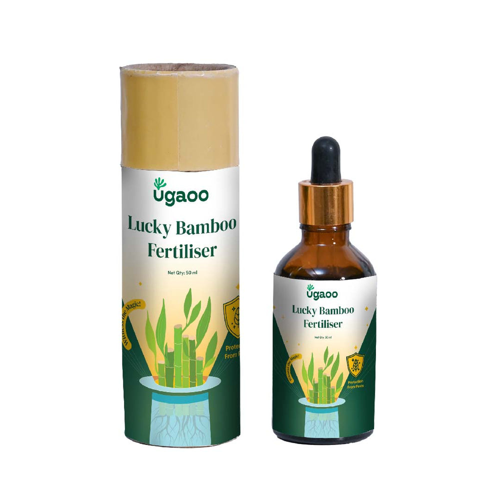 bamboo plant fertilizer Buy Lucky Bamboo Fertilizer: Aqua Plant Food for Healthy Growth – Ugaoo