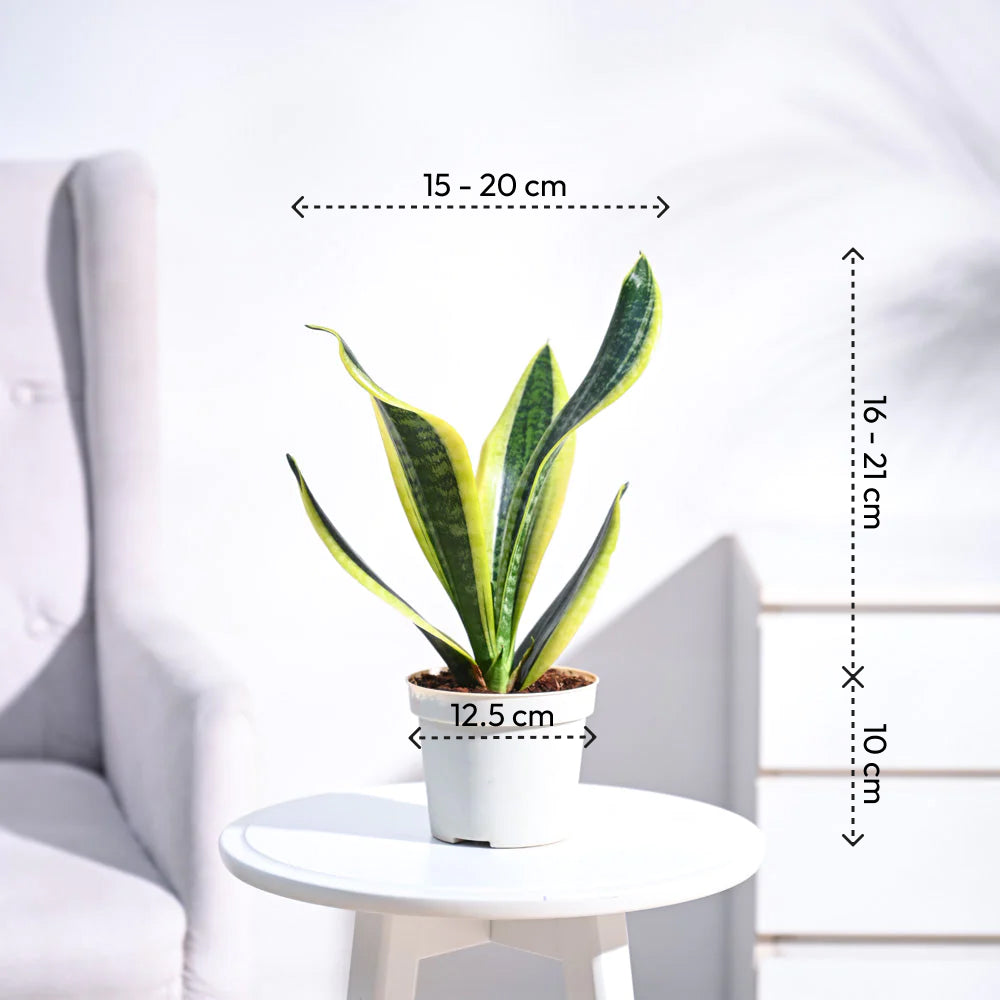 Snake Plant - Futura Superba