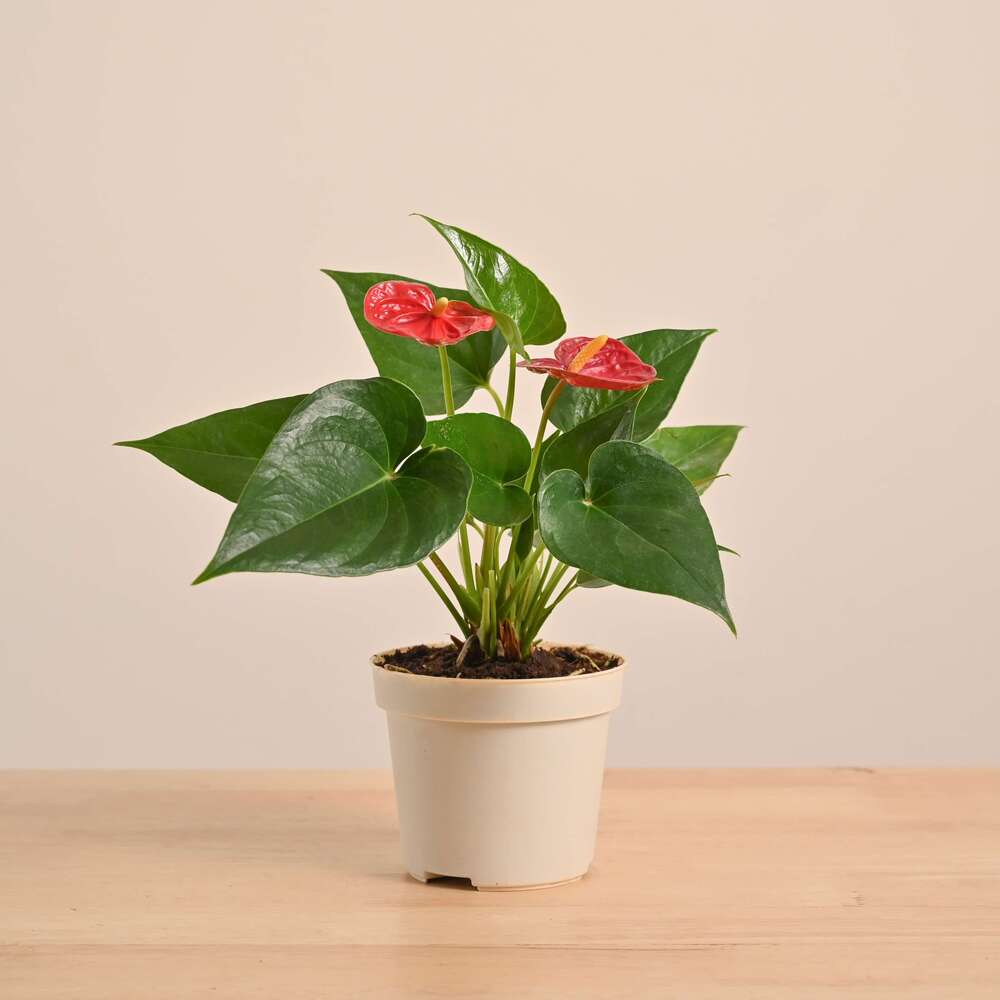 anthurium plants benefits Anthurium Red Plant