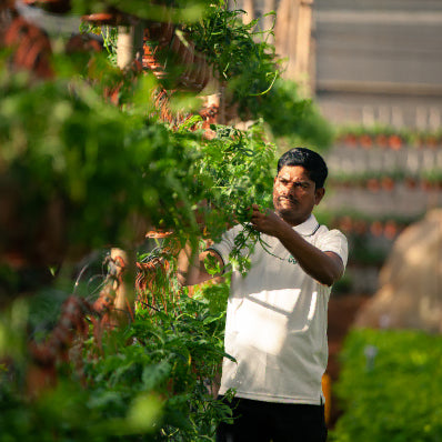 Grown at our farm