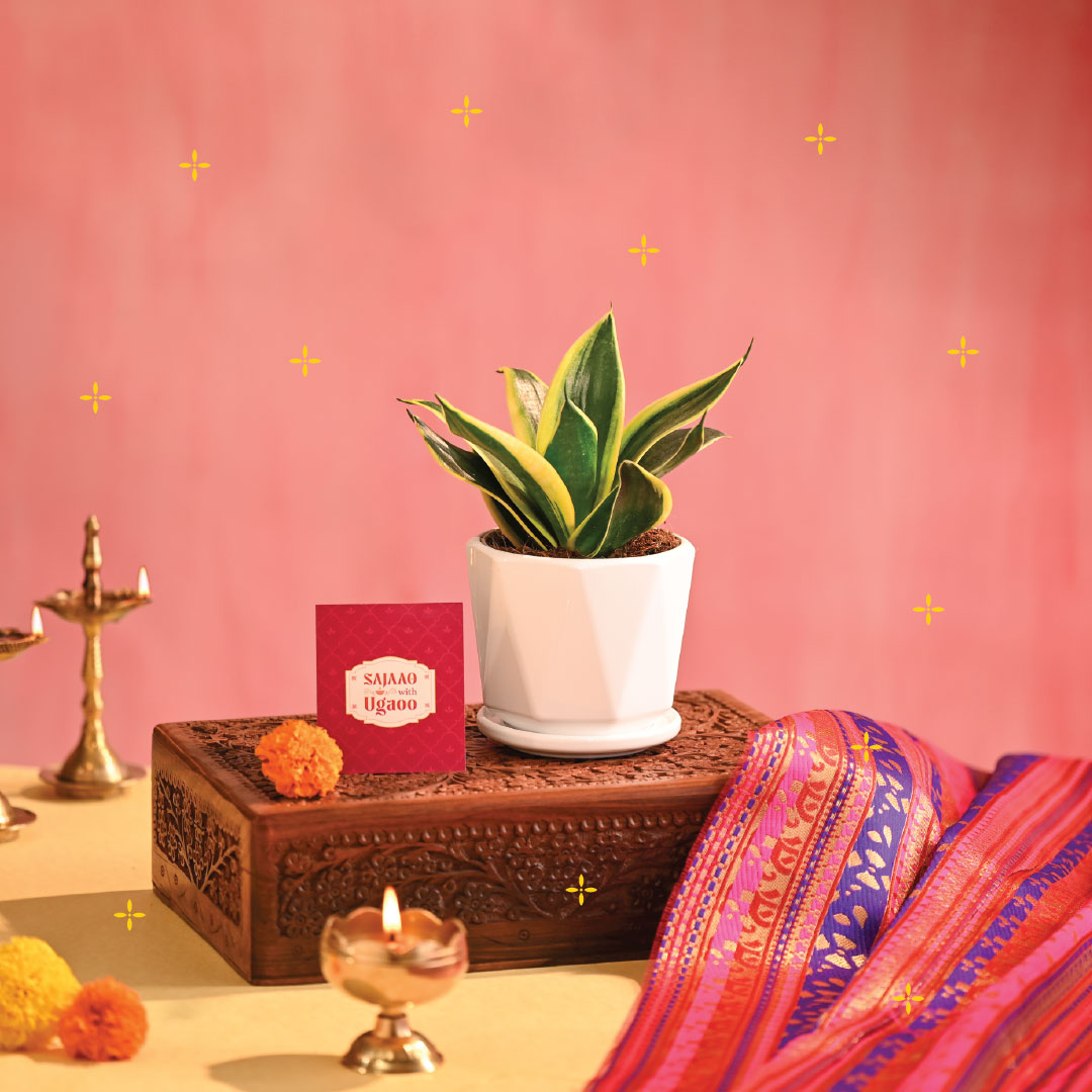Snake Plant - Golden Hahnii - Diwali Edition