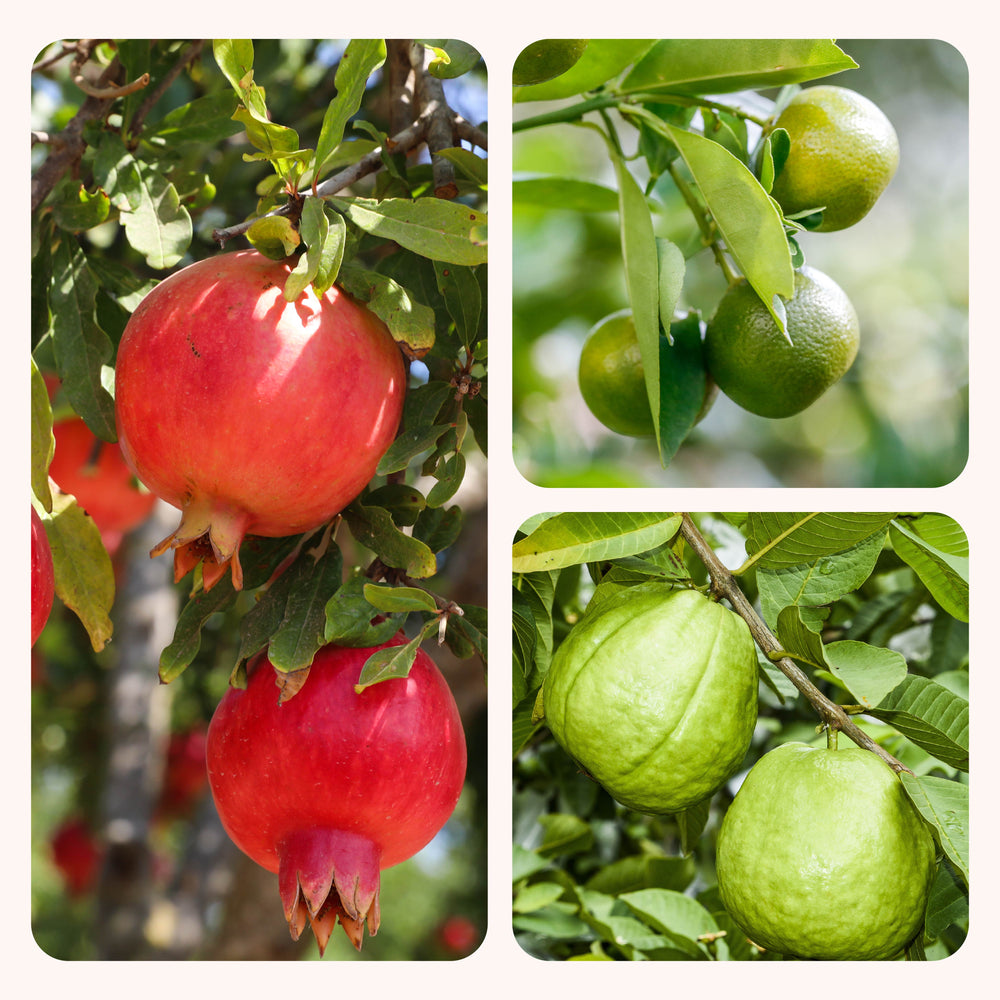 Pomegranate, Lemon, Guava - Combo of 3 Fruit Plants with Grow Bag