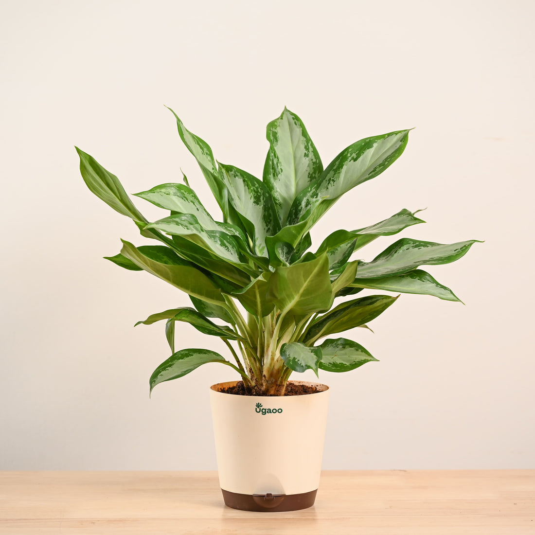Aglaonema Manila Beauty - Large