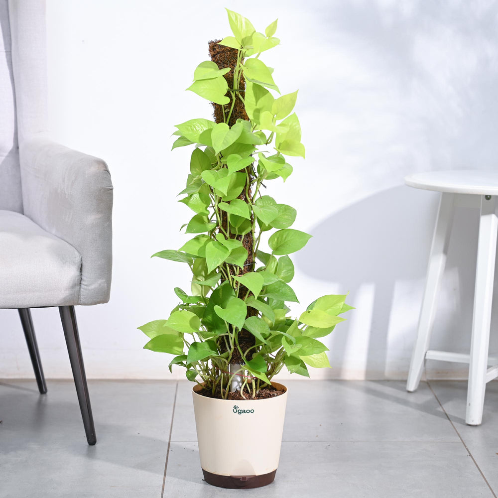 moss for money plant Buy Money Plant Golden with Moss Stick Online